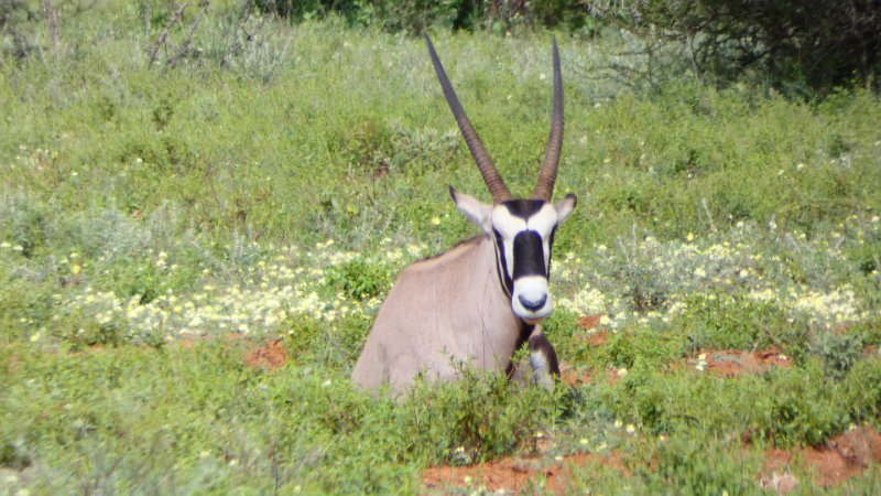Oryx Limpopo.jpg